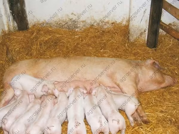 Knur, Świnie