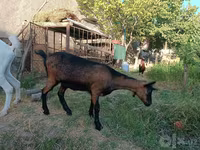 Koza, Saanen goat — zdjęcie 4