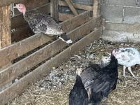 Turkeys — 照片 6