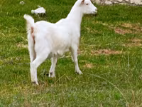 Goat, Goats — photo 1