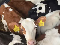 Byk, Simmental cattle — zdjęcie 2