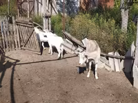 बकरा, LaMancha goats — फ़ोटो 4