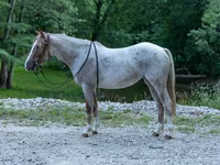 Mare, Quarter Horse — photo 1