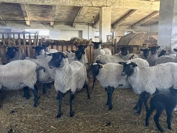 Owca, Romanov sheep — Rosja