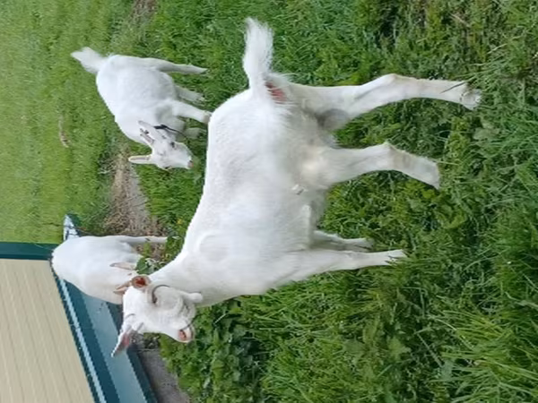 Koza, Kozy