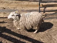 Baran, Kazakh fat-tailed coarsewool sheep — zdjęcie 6