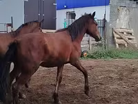 Caballo, Horse breed — foto 5