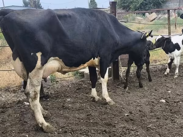 Cow, Russian Black pied cattle