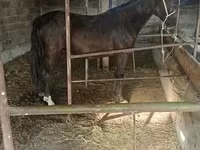 Kobyła, Friesian sport horse — zdjęcie 6