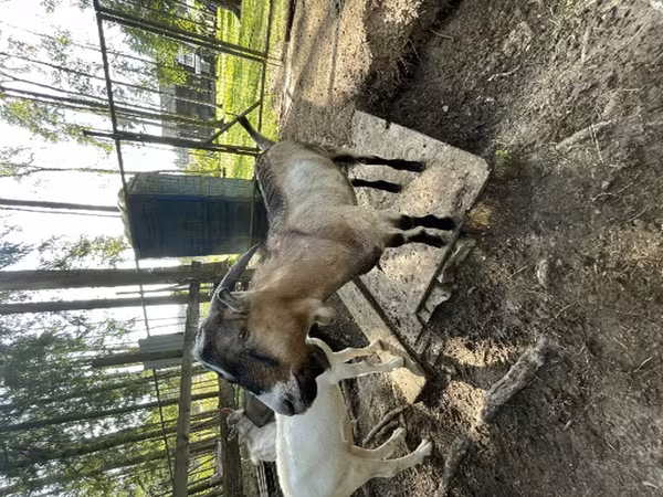 Kozioł, LaMancha goats — Rosja
