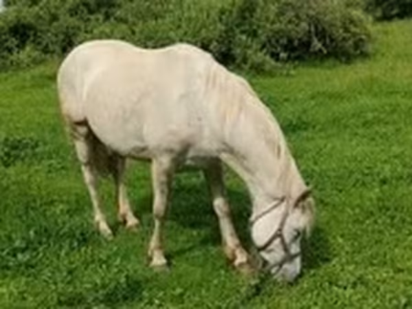 Mare, Horses