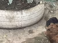 婆罗门鸡 — 照片 7