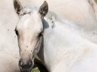 घोड़ी, Quarter Horse — फ़ोटो 4