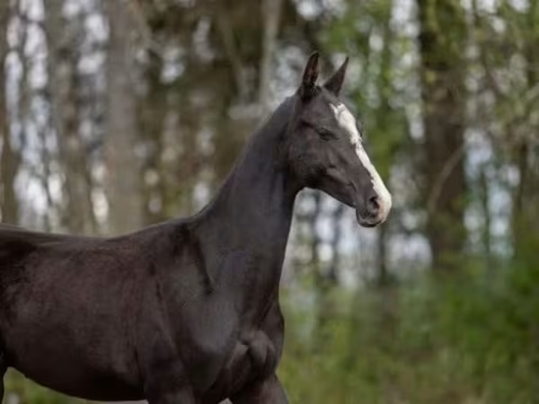 Koń, Akhal-Teke — Rosja