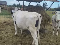 Vaca, Raza Holstein — foto 8