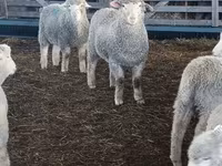 Owca, Kuibyshev sheep — zdjęcie 2
