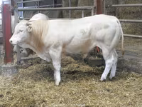 Byk, Blonde d’Aquitane cattle — zdjęcie 4