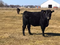 Bull, Holstein breed — photo 5