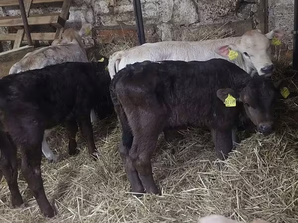 Byk, Simmental cattle