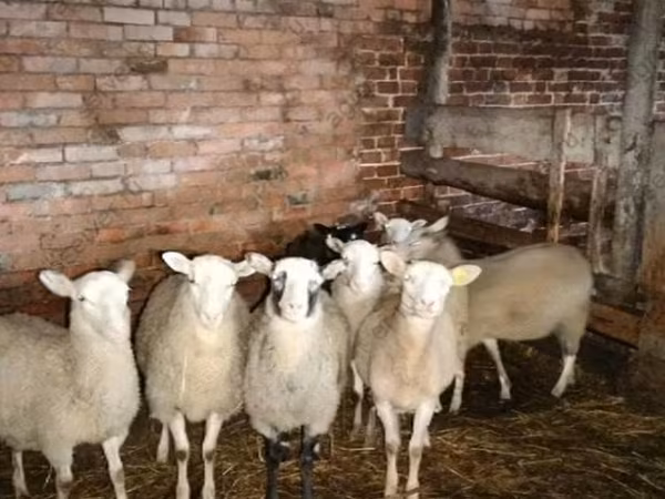 Baran, Katum sheep