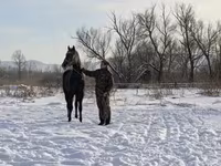 Kobyła, Orlov Trotter — zdjęcie 5