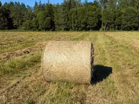 Сено луговое разнотравье — Foto 3