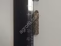 Шрот подсолнечный гранулированный — zdjęcie 1