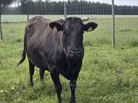 Krowa, Wagyu — zdjęcie 3