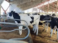 Kuh, Holstein-Rasse — Foto 7