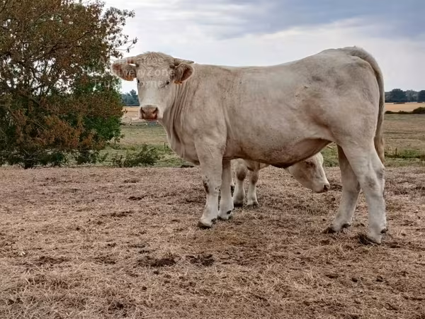 Krowa, Charolais cattle