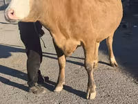 Cow, Simmental cattle — photo 2