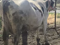 Cow, Russian Black pied cattle — photo 3
