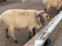 Widder, Hampshire sheep — Foto 1