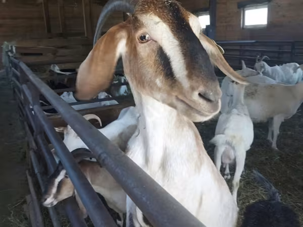 Koza, Nubian Goat