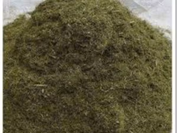 Хвоя сосны, Пихты сухая 15%влажноси
