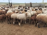 Owca, Katum sheep — zdjęcie 7
