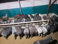 Baran, Owce — zdjęcie 4