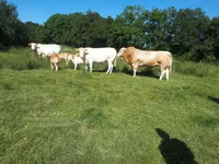 सांड, Blonde d’Aquitane cattle — फ़ोटो 6