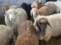 Schaf, Tian-Shan semifinewool sheep — Foto 7