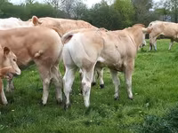 सांड, Blonde d’Aquitane cattle — फ़ोटो 2