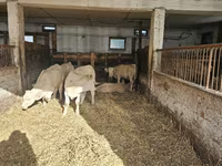 Cow, Charolais cattle — photo 6