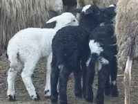 Owca, Katum sheep — zdjęcie 2