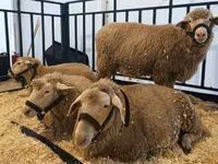 Baran, Kazakh fat-tailed coarsewool sheep — zdjęcie 2