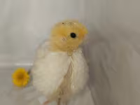 Quails — zdjęcie 4