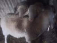 Baran, Assaf sheep — zdjęcie 1