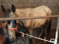 Caballo, Horse breed — foto 4