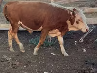 Krowa, Latvian Blue cattle — zdjęcie 7