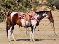 حصان, National Show Horse — الصورة 4