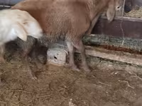 Sheep, West-Siberian mutton sheep — photo 4