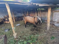 Kozioł, LaMancha goats — zdjęcie 2